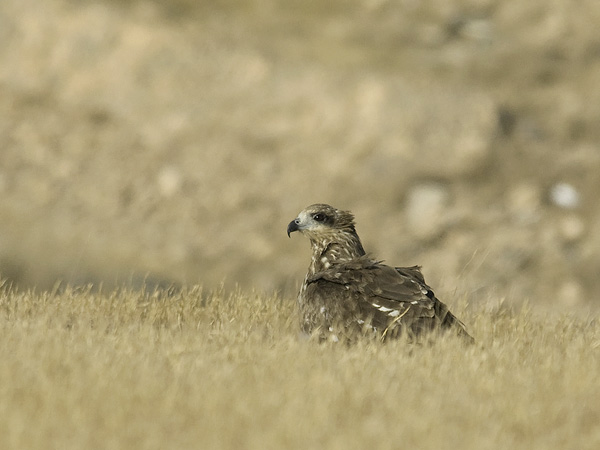 Haarahaukka, Black Kite, Milvus migrans